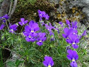 49 Viola dubyana (Viola di Duby)